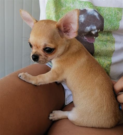 Quali sono i cuccioloni più indicati? Chihuahua Pelo Corto Azienda agricolaGF foto 4 - 290603