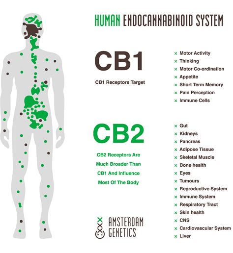 endocannabinoid system chart