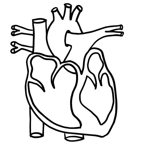 Human Heart Clipart Black And White Clipart Best