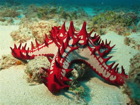 African Red Knobbed Seastar Protoreaster Lincki Sea Stars Fishquest
