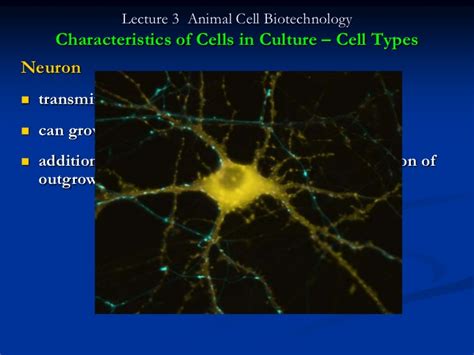 Animal cell culture is one of the important tools now in the field of life science. Lecture 3 animal cell types