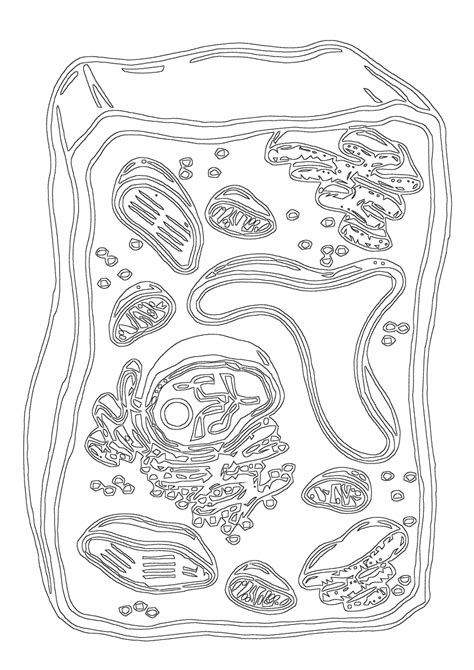 Cell Structure Coloring Pages