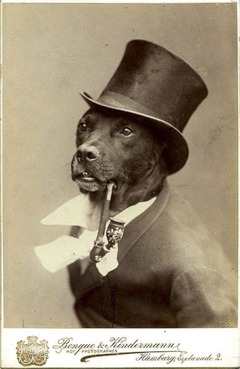 Another Humorous Animal Photograph From The 19th Century Animals