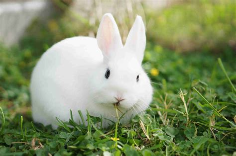 43 Rabbit Breeds To Keep As Pets 2022