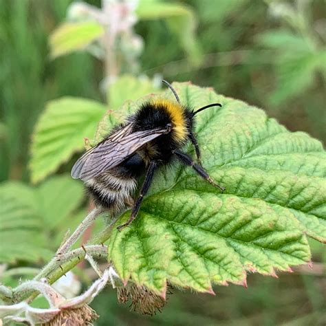 ✅ bumble app made specially for women! Lots of bumble bees out today….
