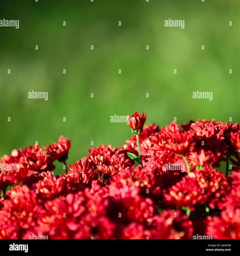 Red Chrysanthemum Flowers Stock Photo Alamy