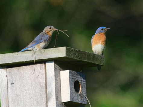 Eastern Bluebird Nesting Behavior Eggs Location Faqs Birdfact