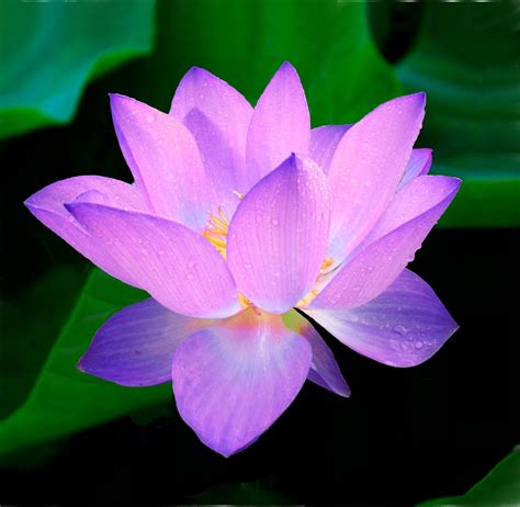 The Beautiful And Meaningful Lotus Flower This Fabulous Life