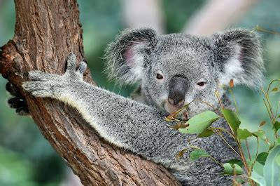 9 Hewan Endemik Dari Negara Australia Yang Mengagumkan Bangmaul