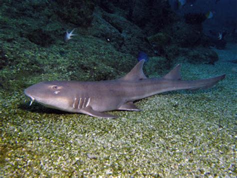Care should be taken when cleaning the tank and feeding. Fish Index: Black Banded Cat Shark (Chiloscyllium punctatum)