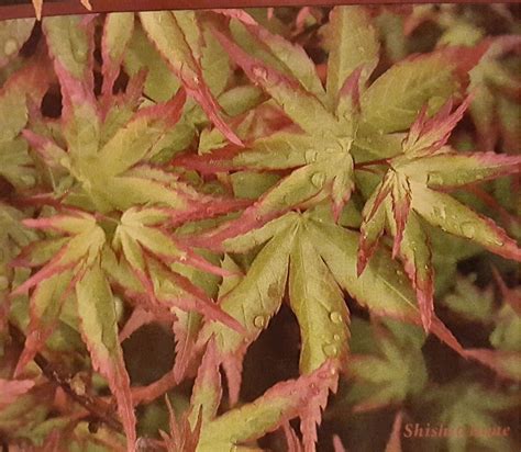 Actually a few around the bottom of 1 tree. Japanese Maple Shishio Hime grows up to 2 ft tall ...