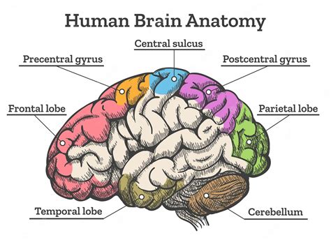 Premium Vector Human Brain Anatomy Diagram