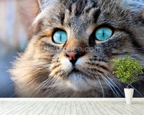Cat With Turquoise Eyes Wallpaper Wall Mural Wallsauce Europe
