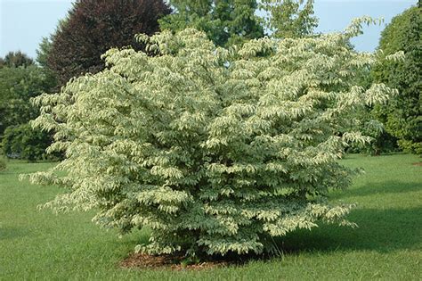 « add a new plant to the database. Grobe's Nursery and Garden Centre - Shrubs2