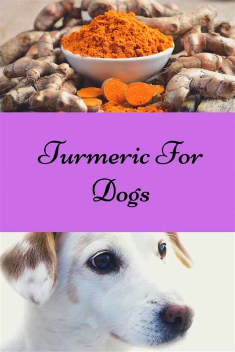 Turmeric For Dogs The Spice Of Life