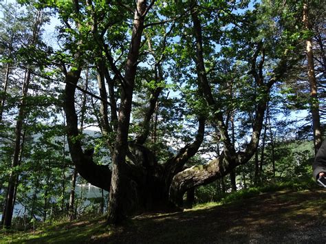 norway 900 year old oak tree jim forest flickr