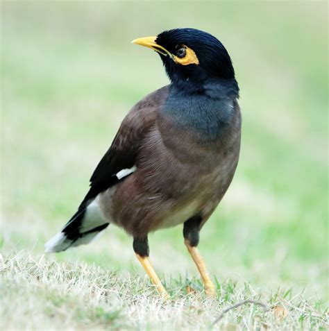 15 Common Birds In The United Arab Emirates 2023 Bird Watching Hq