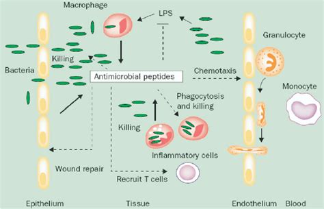 Schematic Representation Of The Role Of Antimicrobial Peptides On The