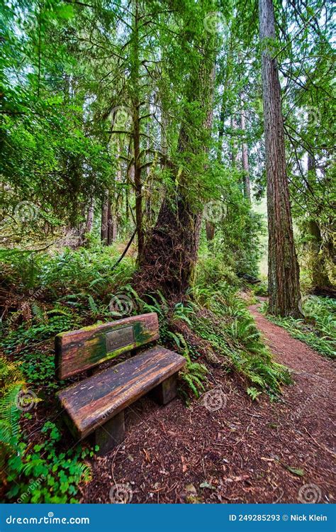 Redwoods Forest Wood Bench To Rest On Along Trail Stock Image Image
