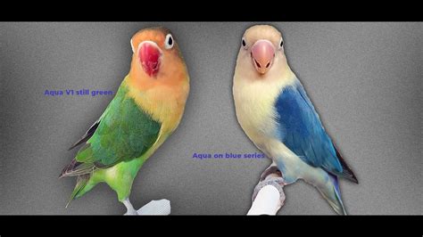 Fischeri Aqua African Love Birds Mutaions Love Bird Breeding Tips Youtube