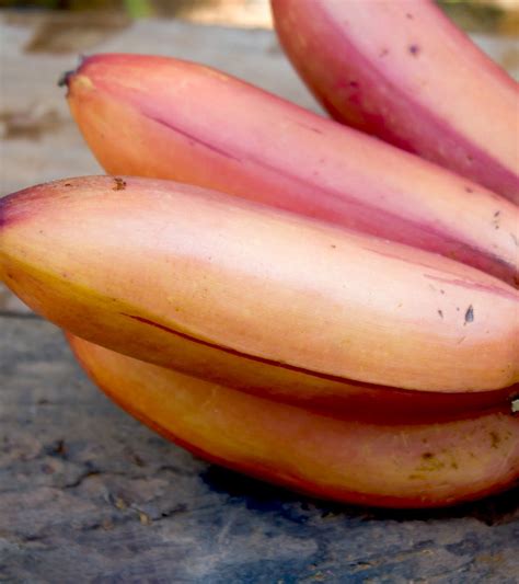 15 Amazing Health Benefits Of Red Banana