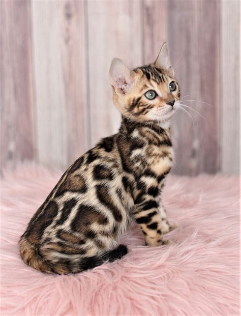 Bengal Kitten Price Licensed Breeder In Colorado