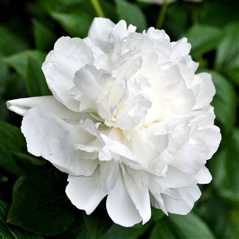 Peony Duchess De Nemours Fragrant White Peony With Full Fragrant