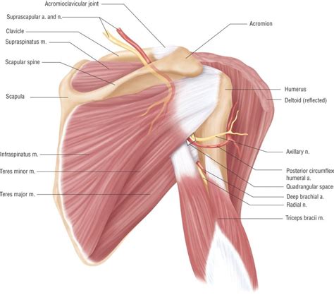 The primary stabilizers of the shoulder include the biceps brachii on the anterior side of the arm, and tendons of the rotator cuff; Anatomy Lesson: Shoulder Musculature | Shoulder muscle anatomy, Shoulder anatomy, Muscle anatomy