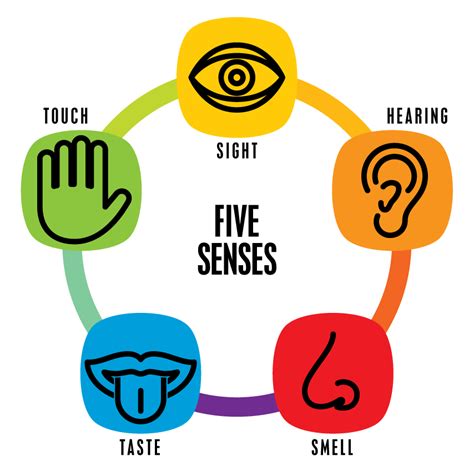 5 Senses Clipart Project 5 Senses Project Transparent Free For