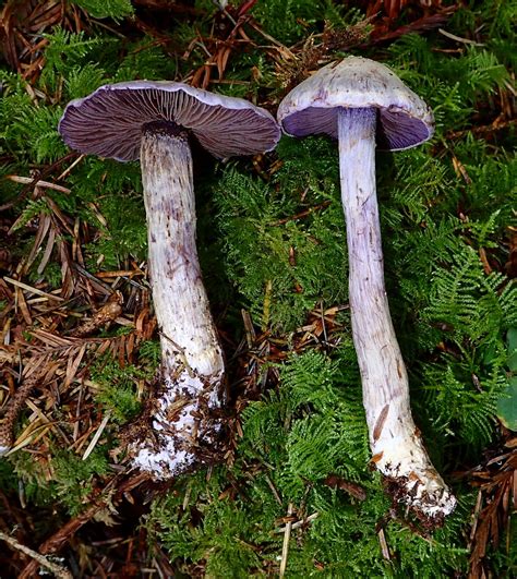 Cortinarius alboviolaceus - identifier-les-champignons.com