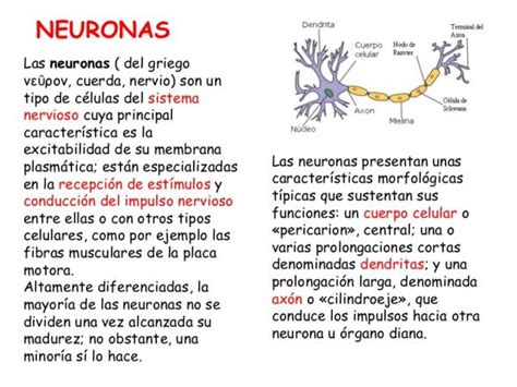 Cu Les Son Las Partes De Las Neuronas Esquema Con Im Genes