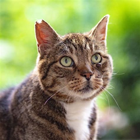 Dealing With Tick Bites On A Cat Cat Daily News