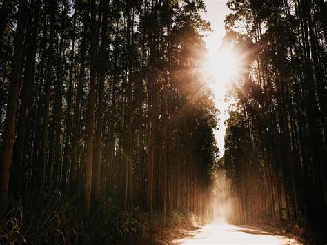 Wallpaper Forest Road Sunlight Trees Glare Rays Hd Widescreen