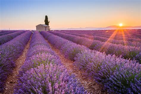 Lavender Fields France Riviera Bar Crawl Tours French Riviera