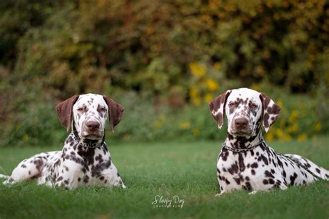 Liver Spot Dalmatians Dálmatas