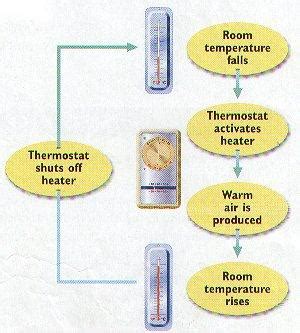 Ca Homeostasis And Thermoregulation Mr Scheuch S Science Site