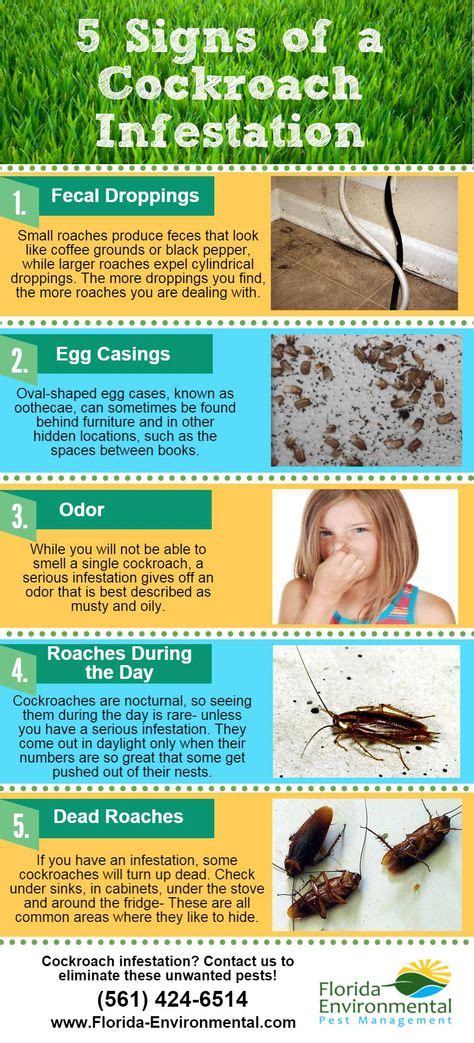 13 Cockroaches Everything You Need To Know Ideas Cockroaches Pest Control Infestations