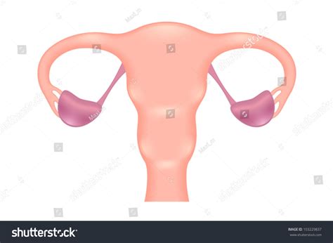 Female Reproductive System Closed Form Stock Vector 103229837