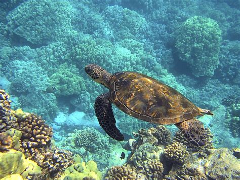 Sea Turtle Hawaiian Free Photo On Pixabay Pixabay