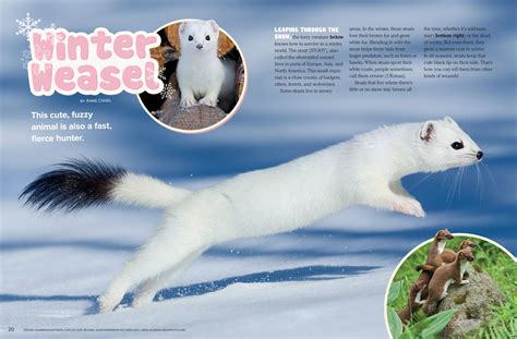 Winter Weasel Nwf Ranger Rick