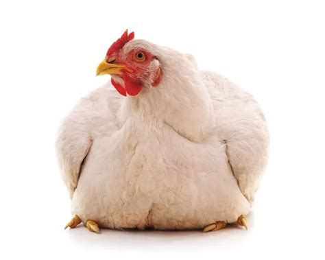 4 Ways To Combat Obesity In Chickens Coopcrate