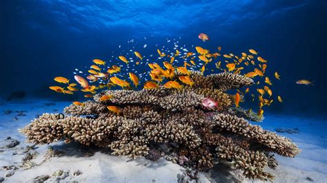 Red Anthias Coral Mayotte Bing Wallpaper Download