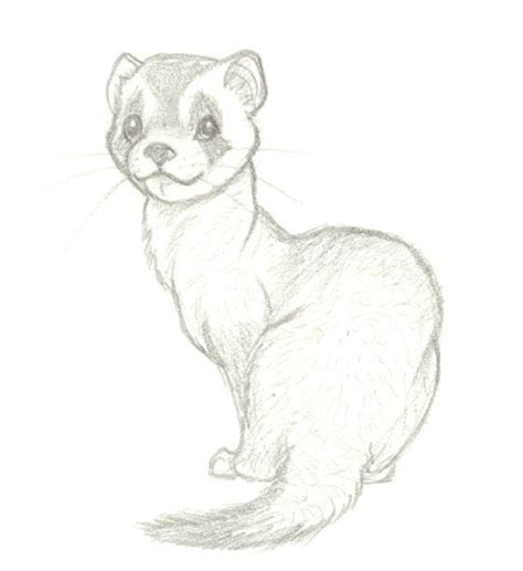 Ferret By Wolfypuppy On Deviantart Animal Drawings Animal Drawings