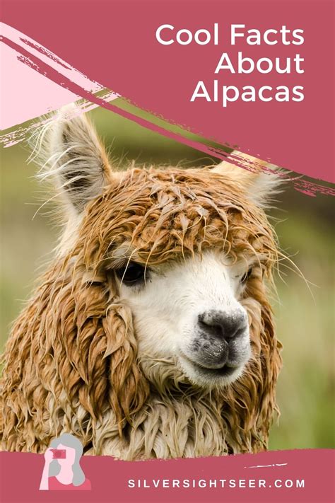 10 Cool Alpaca Facts