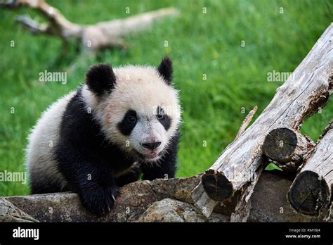 Giant Panda Cub Ailuropoda Melanoleuca Exploring During Its Outings