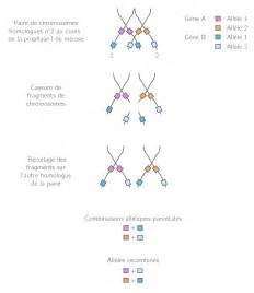 Le brassage génétique par la méiose et la fécondation TS Cours SVT