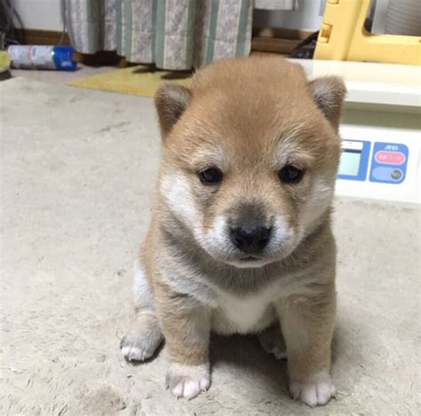 A new crypto birthed by fans and members of the dogecoin online community. Got a baby doge☺️ - 9GAG