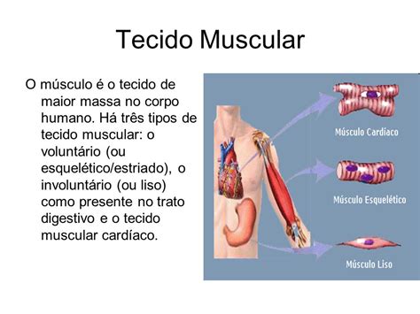 Sistema Muscular Biologia A Ciência Da Vida