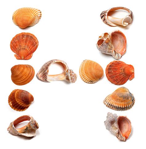Different Types Of Conch Shells Stock Photos Pictures And Royalty Free