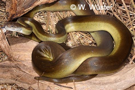 Liasis Papuanus Papuan Olive Python Apodora Papuana